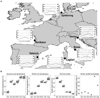 Within-species variation of seed traits of dune engineering species across a European climatic gradient